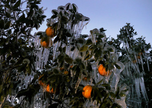 Florida Global Warming Jan. 2010